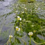 清流の水面彩る白い花　宇都宮でバイカモ見頃