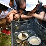 「早く親が来てくれれば」　宇都宮・御幸が原小で迷子のカルガモのひな保護