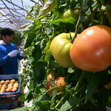 各地の食卓彩る赤い実　春トマト、収穫最盛期　宇都宮