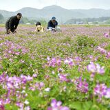益子でレンゲソウが見頃　のどかな田園に広がる紅紫色の花　道の駅から徒歩でも