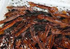 スルメイカの年間漁獲枠を拡大