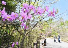 トウゴクミツバツツジ見頃　日光