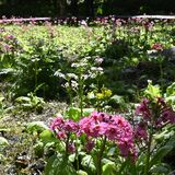 色とりどりのクリンソウ見頃　日光・上三依水生植物園で群生