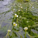 清流の水面彩る白い花　宇都宮でバイカモ見頃