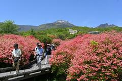 ヤマツツジ満開、高原に華