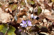 みかも山公園で雪割草咲く　栃木