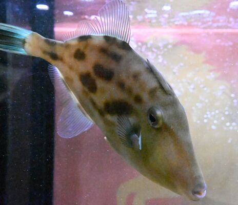 水槽を泳ぐウマヅラハギ