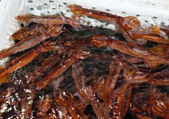 いけすで泳ぐスルメイカ=6月、北海道函館市