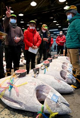 マグロを競り落とす仲買人ら＝５日午前５時35分、宇都宮市簗瀬町