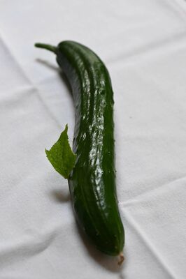 実から葉が出たキュウリ（岡田さん提供）