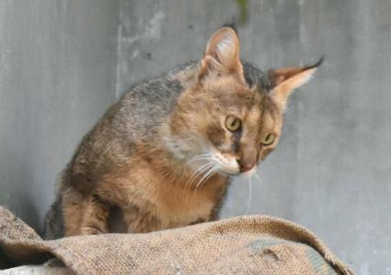 　死んだジャングルキャットの雌「キリー」（名古屋市の東山動植物園提供）
