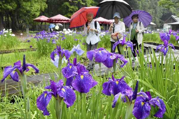 見頃を迎えた色とりどりのハナショウブ