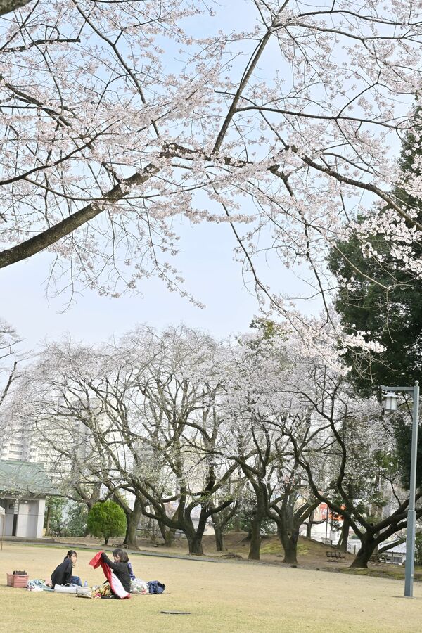 五、六分咲きの小山市の城山公園=4月2日午後