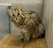 那須どうぶつ王国、ツシマヤマネコ繁殖へ 初の試み 福岡から雄の「アカツ…