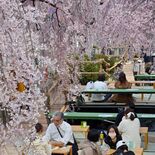 宇都宮で桜イベント続々　宮の橋で屋台復活、ライトアップも　釜川、八幡山…