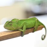 “カメレオン”の落とし物　鹿沼市内で発見、署が飼い主捜す
