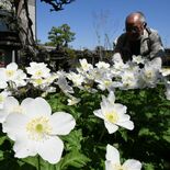 そよ風に揺れる白い花　さくらでイチリンソウ見頃