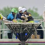 コウノトリひな３羽に足輪装着　小山・渡良瀬遊水地の人工巣塔