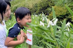 香るジンジャーリリー　佐野のレストランで見頃