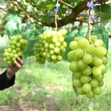 茂木産“緑の宝石”ことしも　シャインマスカットまつり　より充実して6日から
