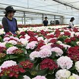 赤、白、ピンク、アジサイ色鮮やか　「母の日」前に芳賀で出荷最盛期