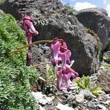 日光白根山でコマクサ開花進む　暖冬影響し２週間早く