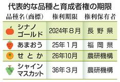 新品種の保護、出願時点から