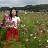 風にゆれるピンクや白　益子で「コスモス祭り」始まる　摘み取り、15日まで
