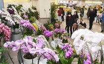 洋ラン1万鉢「とちぎ蘭展」　宇都宮