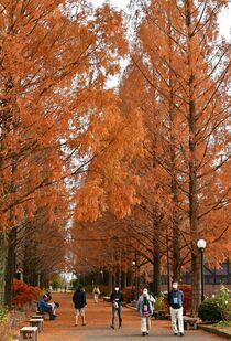 メタセコイアの紅葉　野木