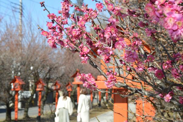 朝日森天満宮の参道を彩る梅の花