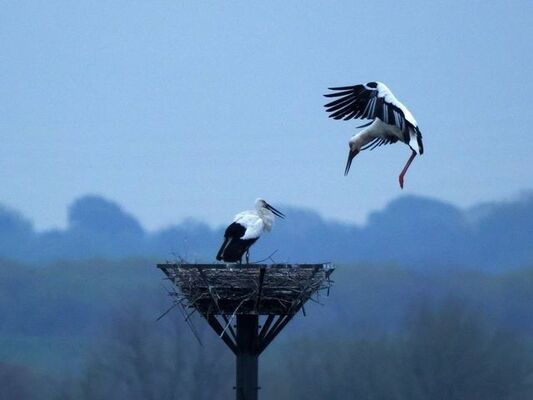 産卵したとみられるコウノトリのペア＝10日、栃木市藤岡町内野（青木章彦わたらせ未来基金理事長撮影）