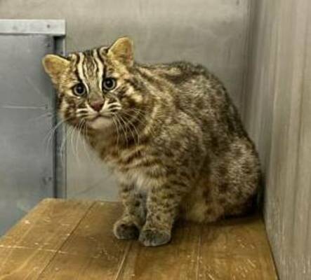 福岡市動物園から受け入れたツシマヤマネコのアカツキ(那須どうぶつ王国提供)