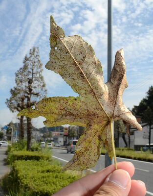 害虫被害を受け、枯れた葉＝高知市城山町