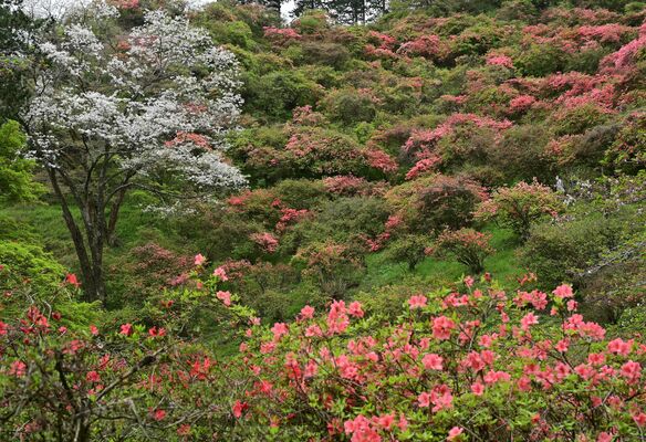 公園内に咲き始めたヤマツツジ