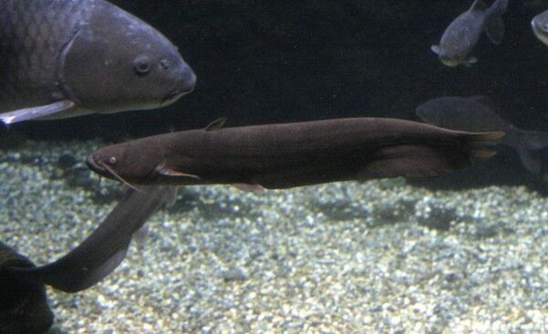 小魚やカエル、甲殻類と何でも食べる肉食のナマズ