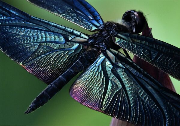「輝く翅膜」小池五男（真岡）