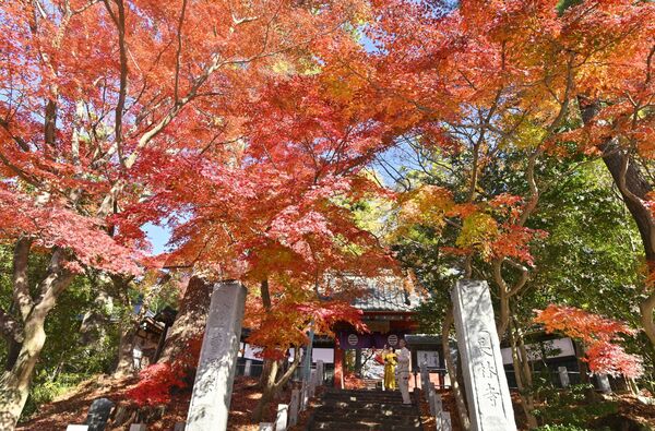 山門周辺を真っ赤に染め上げる山モミジ＝26日午前11時45分、足利市山川町