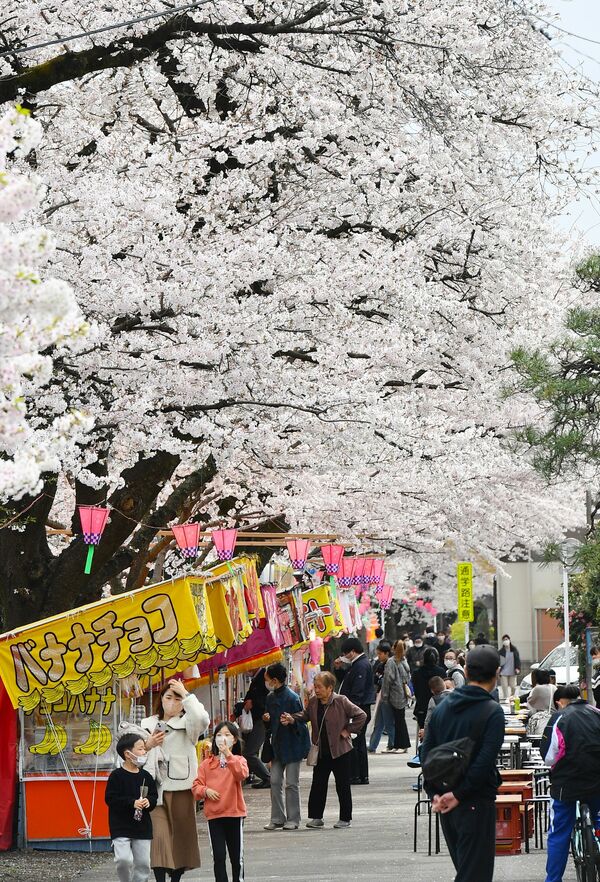 新川の桜並木（宇都宮）