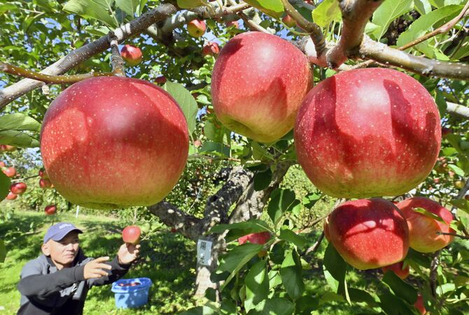 真っ赤に色付き収穫最盛期を迎えたリンゴ=29日午前11時、矢板市長井、永嶌理絵撮影