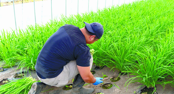 収穫作業は毎朝4時頃から行う