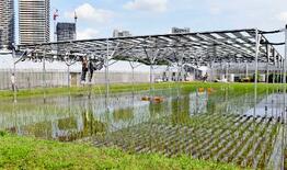 田んぼに次世代太陽電池