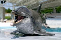 イルカの「オキちゃん」死ぬ