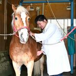 「一頭でも多くレースに」　下野市のＪＲＡ競走馬総合研究所　スポーツ科学…