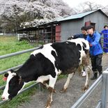大田原の大野放牧場、乳牛16頭が入牧　桜もお出迎え　広大な土地元気に走…