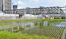田んぼに次世代太陽電池