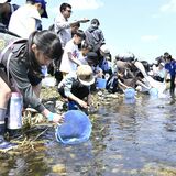 大田原・なかがわ水遊園で稚アユ放流　200人参加し河川清掃も