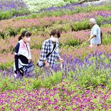 ３万株が大花壇彩る　とちぎ花センターが敬老の日で無料開放　シニア世代などが散策