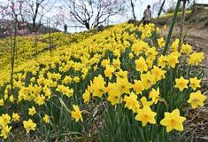 スイセン１１万株咲き誇る