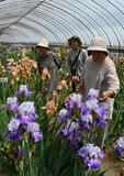 地上の虹 鮮やかに